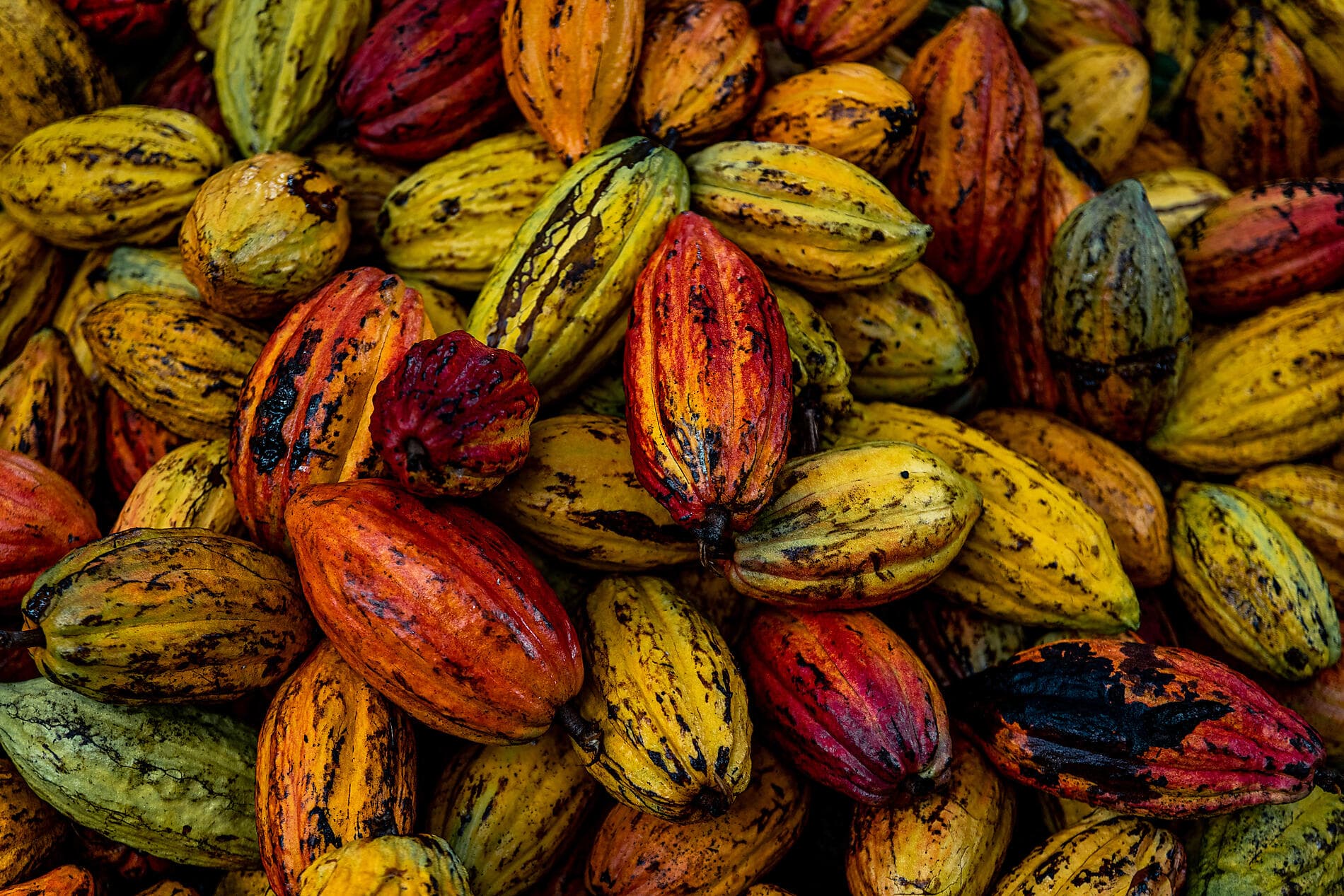 Secret treasures of the Lesser Antilles 