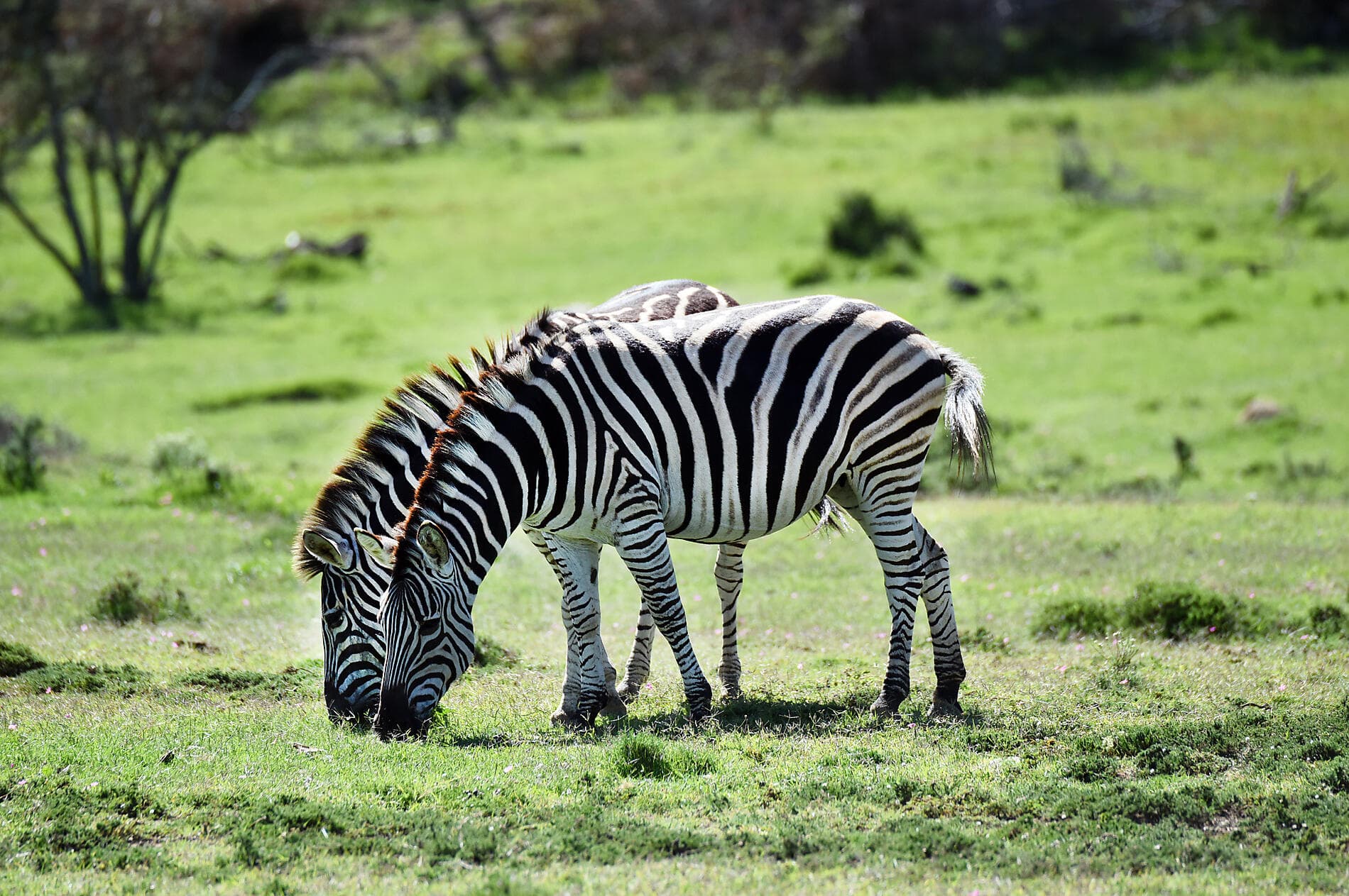 South Africa and Namibia by Sea: Around the Cape of Good Hope – with Smithsonian Journeys 