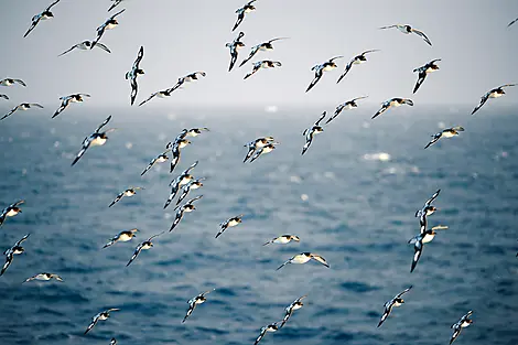 Dec 28, 25 > Dec 29, 25 - Crossing the Drake Passage