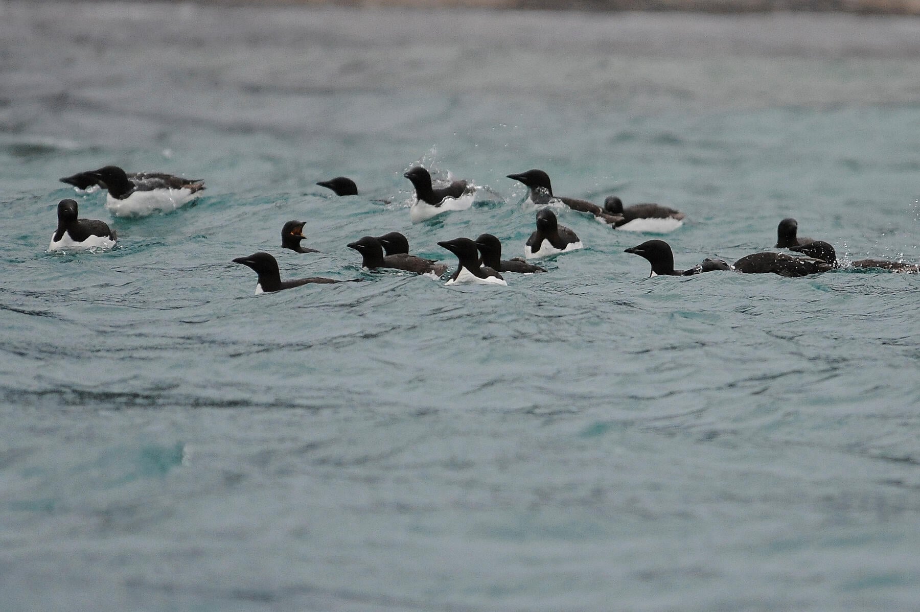 nath michel arctique animal bird hd ho .jpg