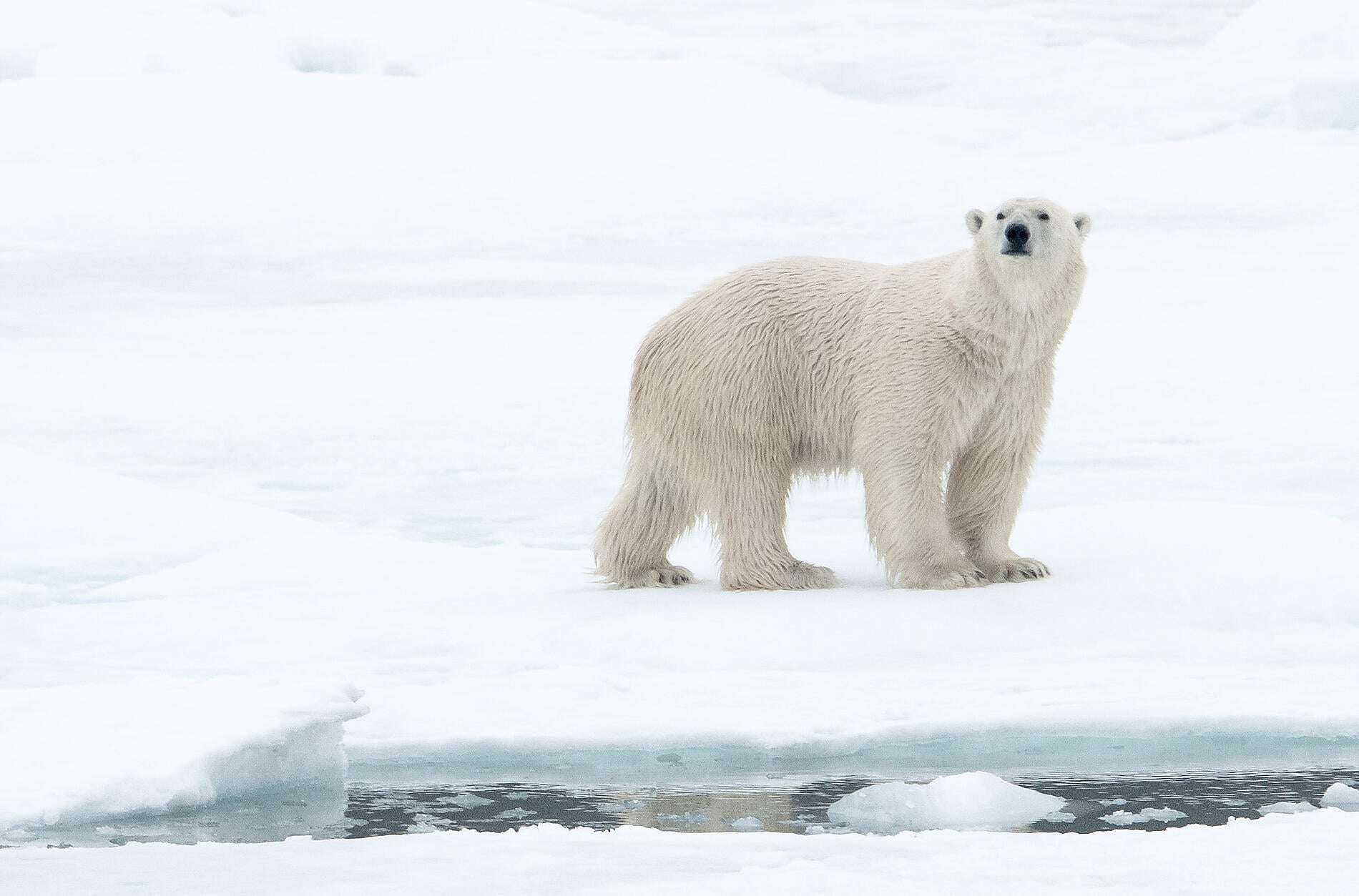 OURS POLAIRE 20 SPITZBERG©StudioPonant-Morgane MONNERET.jpg