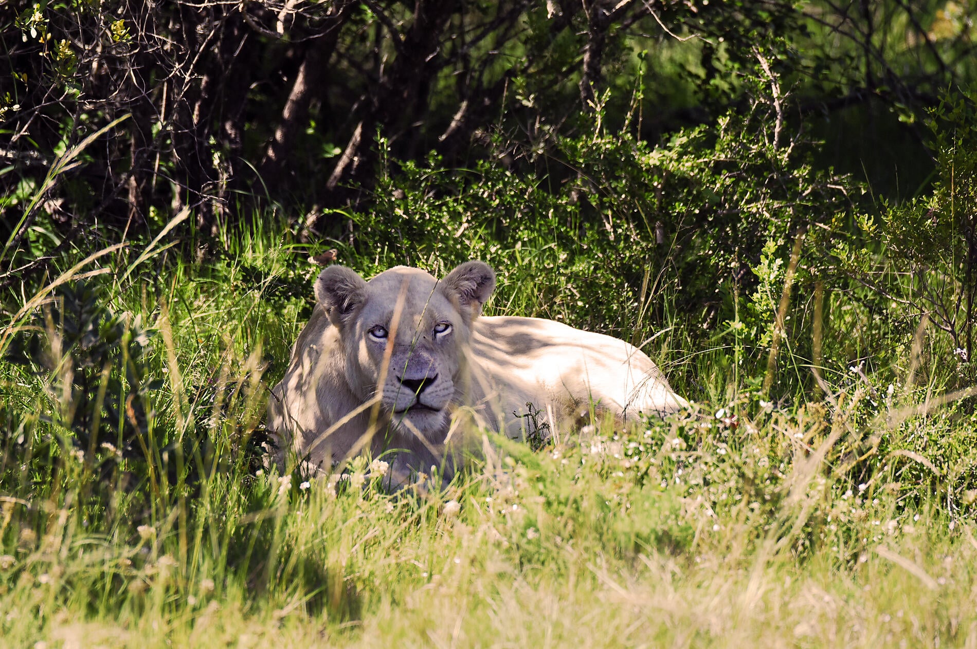 South Africa and Namibia by Sea: Around the Cape of Good Hope - with Smithsonian Journeys South Africa and Namibia by Sea: Around the Cape of Good Hope - with Smithsonian Journeys
