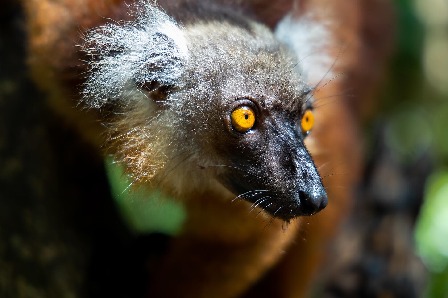 Jewels of Madagascar