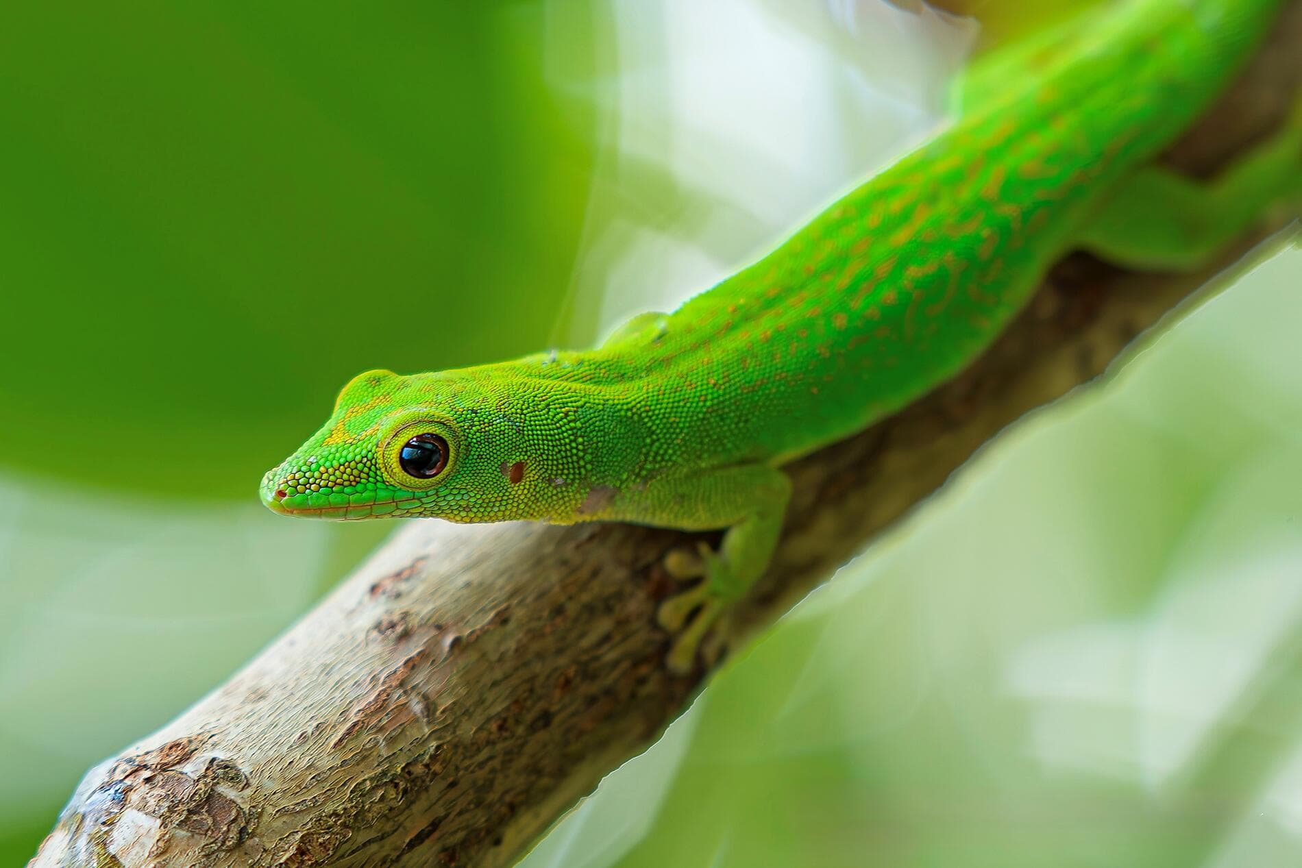 The essential Seychelles